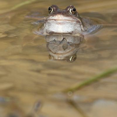 Reflets grenouille rousse