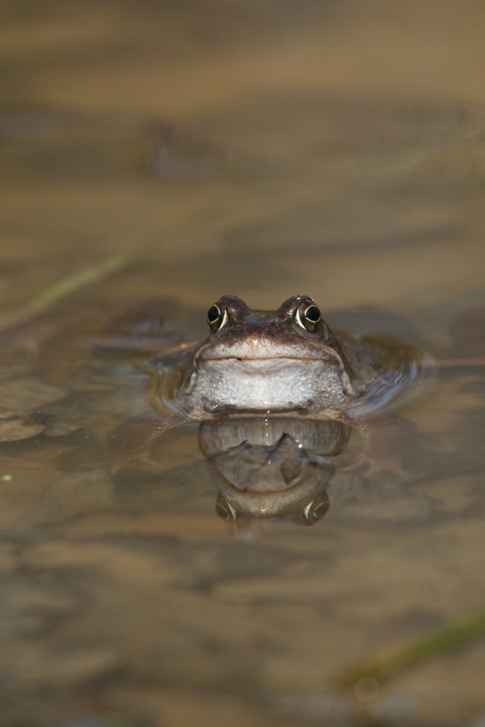 Portrait de grenouille rousse
