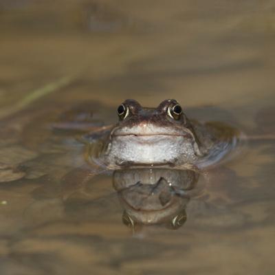 Portrait de grenouille rousse