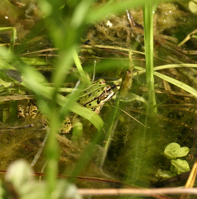 Grenouille verte, mimétisme