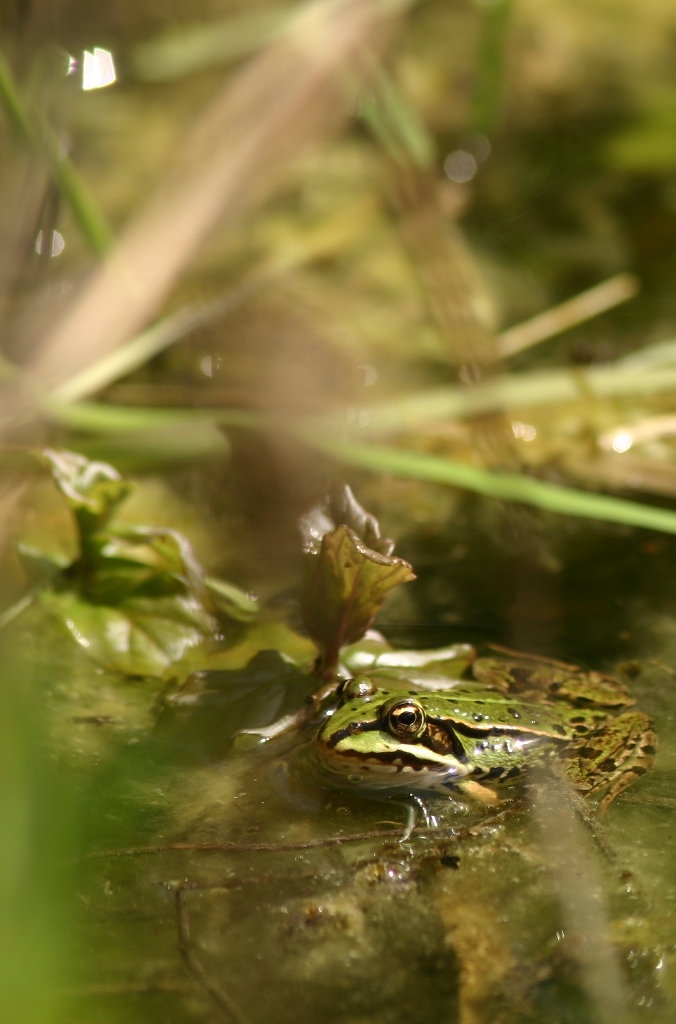 Grenouille verte