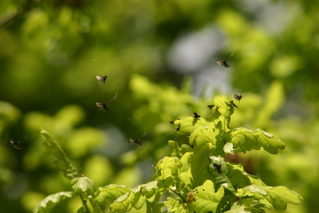 Rassemblement de papillons sur chêne