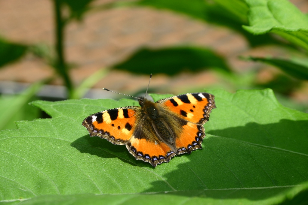 Aglais urticae