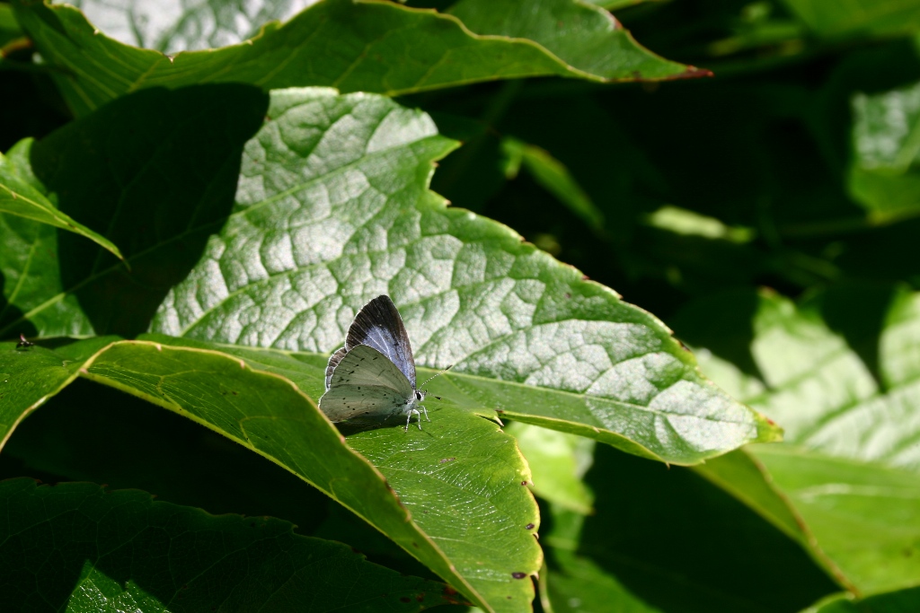 l'Azuré des nerpruns