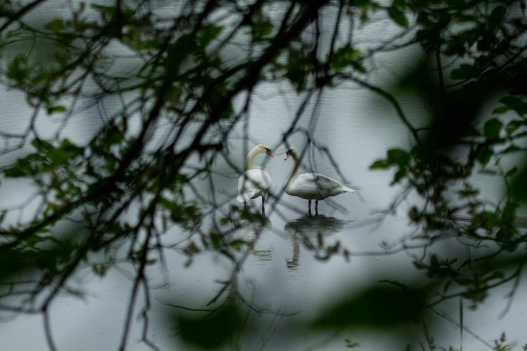 Couple de cygne tuberculé