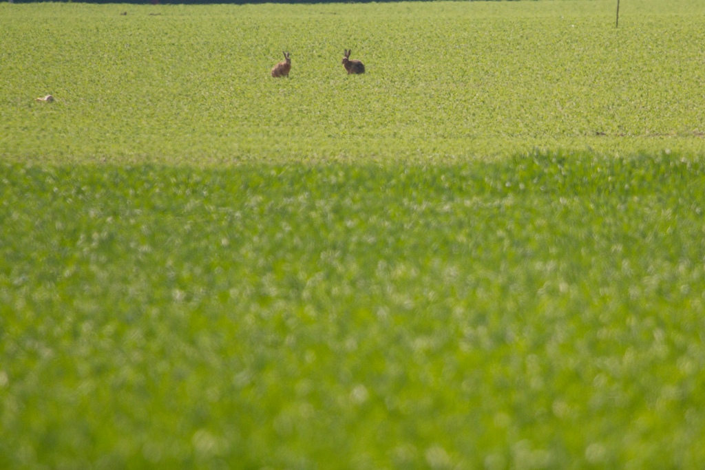 Période du bouquinage (ou rut) chez les lièvres