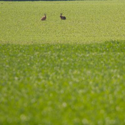 Période du bouquinage (ou rut) chez les lièvres