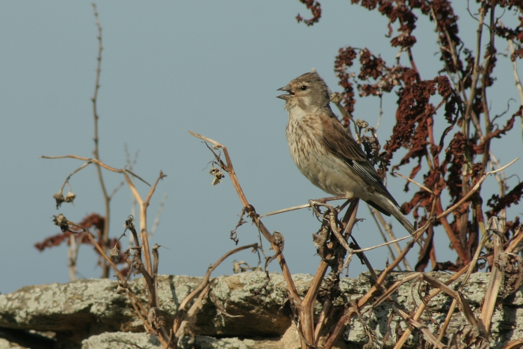 Linotte mélodieuse femelle