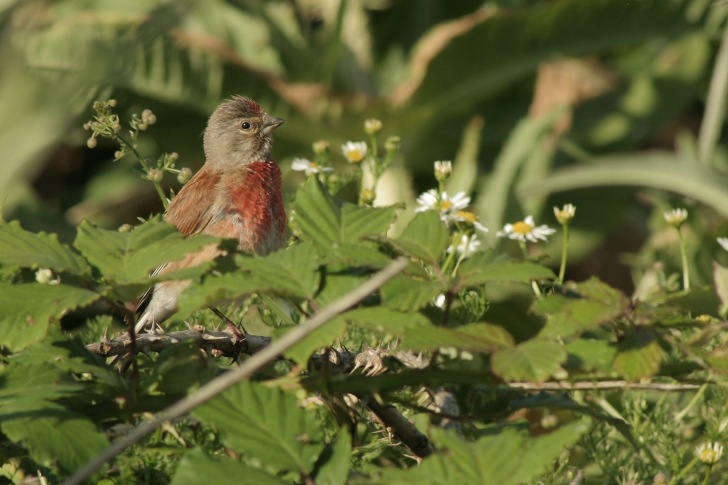 Linotte mélodieuse mâle