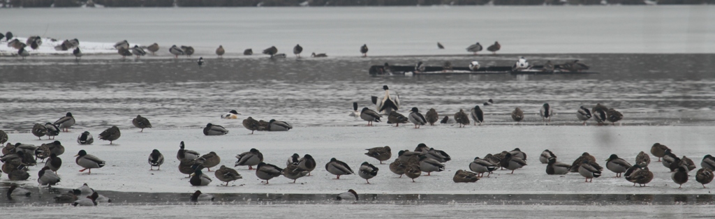 Bassin sud en hiver