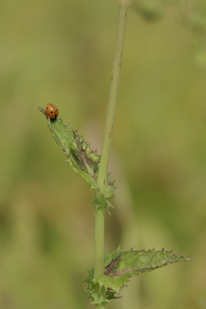 La coccinelle à 7 points