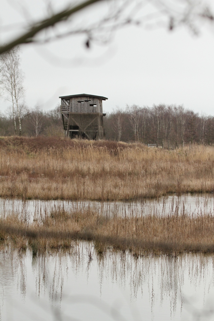 Roselière et mirador Bassin Sud