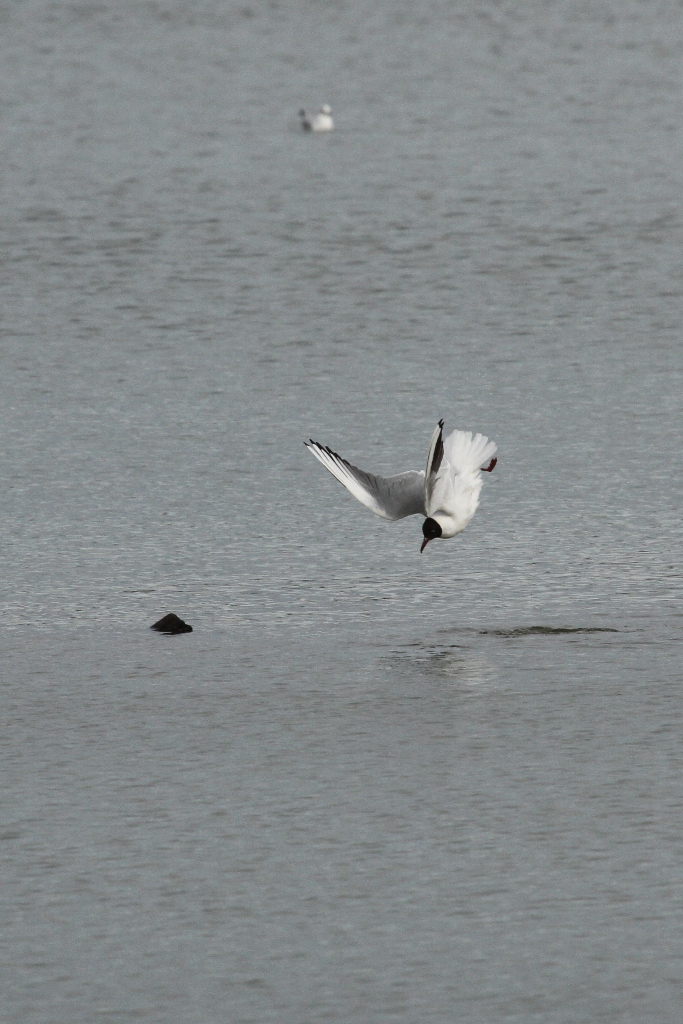 Voltige de mouette rieuse