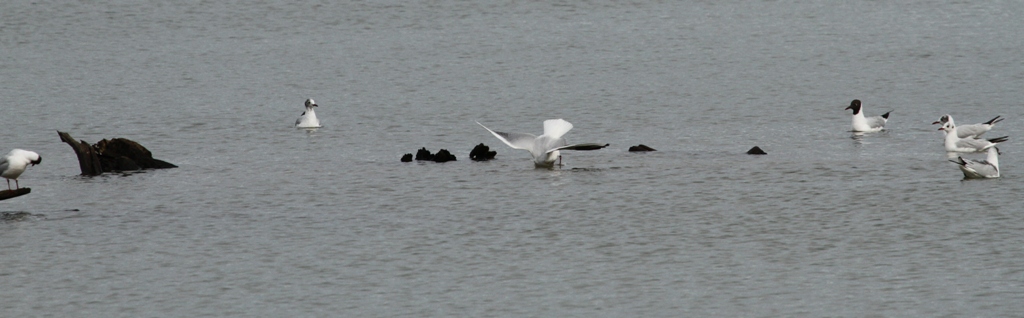 Mouette rieuse en voltige