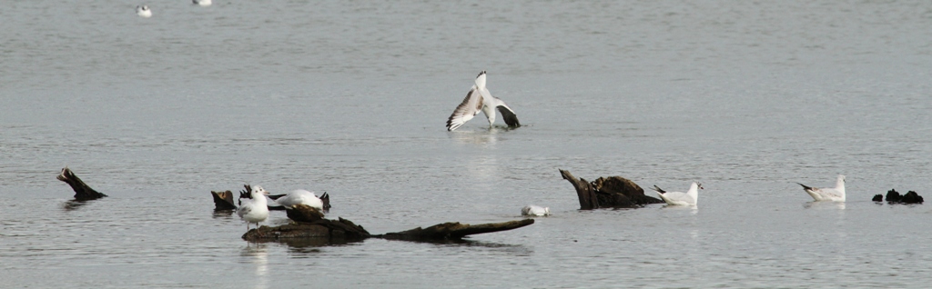 Mouette rieuse nuance fou de bassan