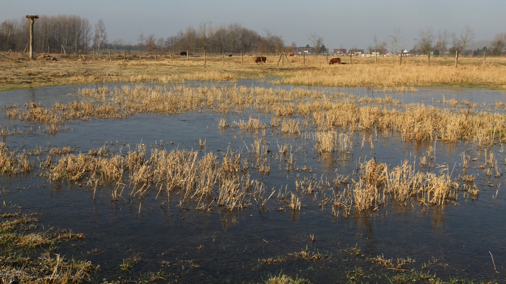 Prairie humide