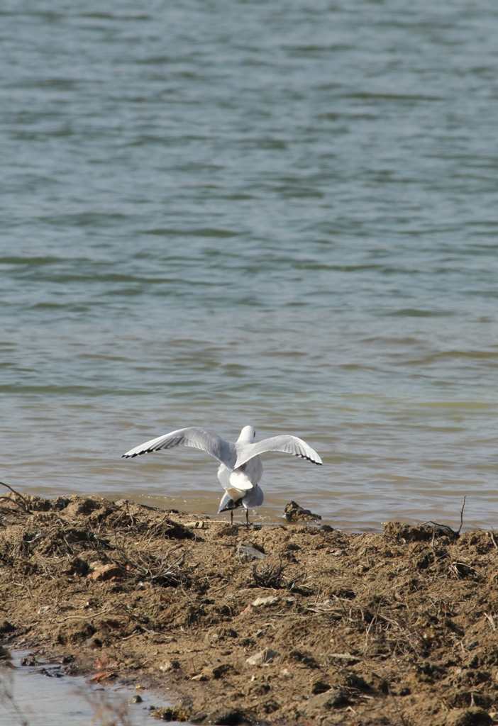 Accouplement de mouette rieuse