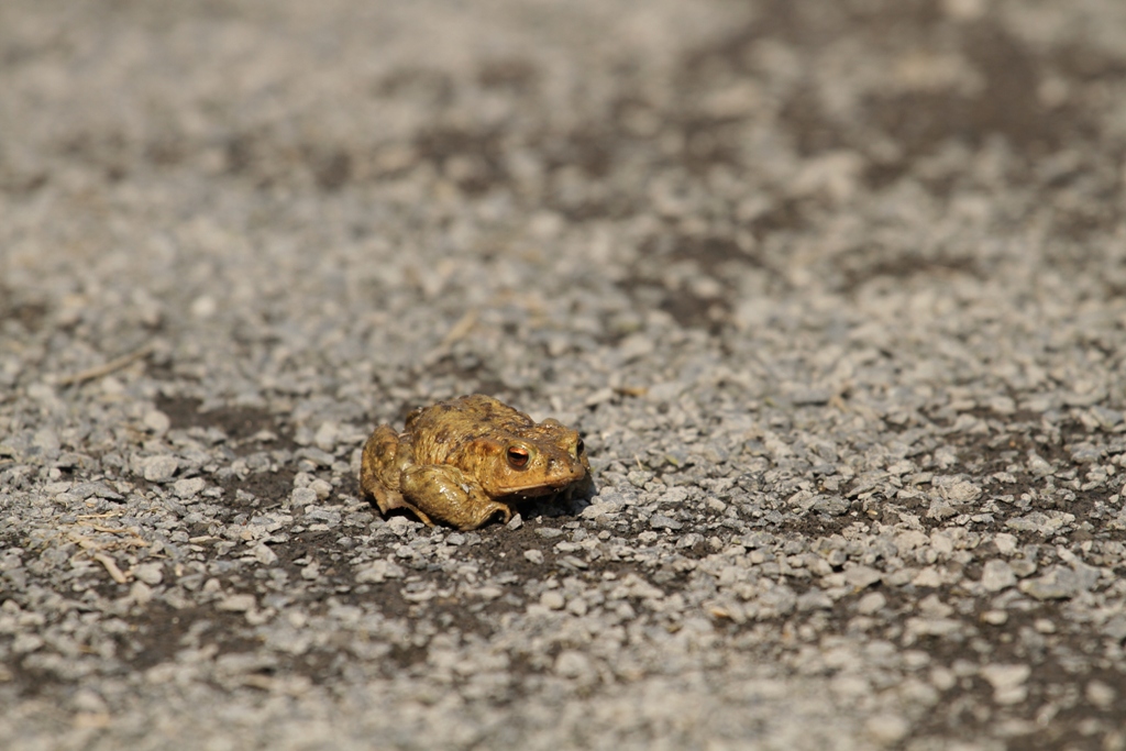 Migration du crapaud commun en début de printemps