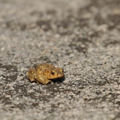 Migration du crapaud commun en début de printemps