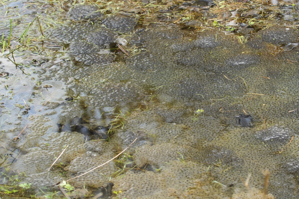 Pontes de grenouilles rousses