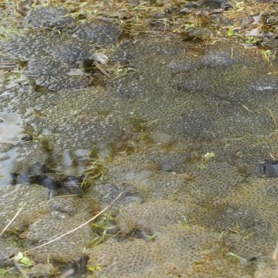 Pontes de grenouilles rousses