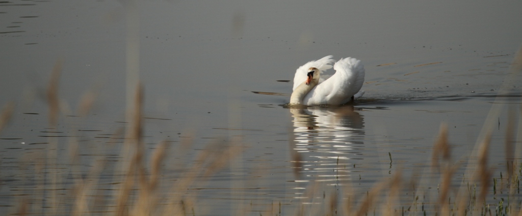 Cygne tuberculé