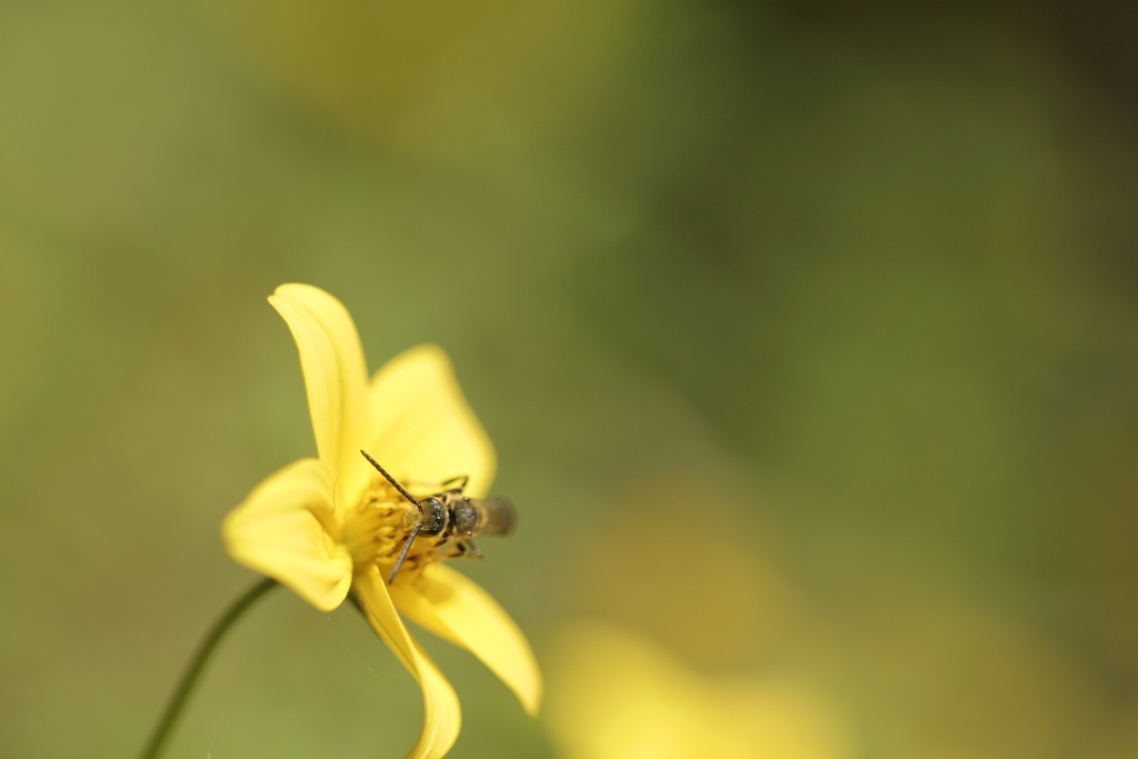 Hymenoptère (sp?)