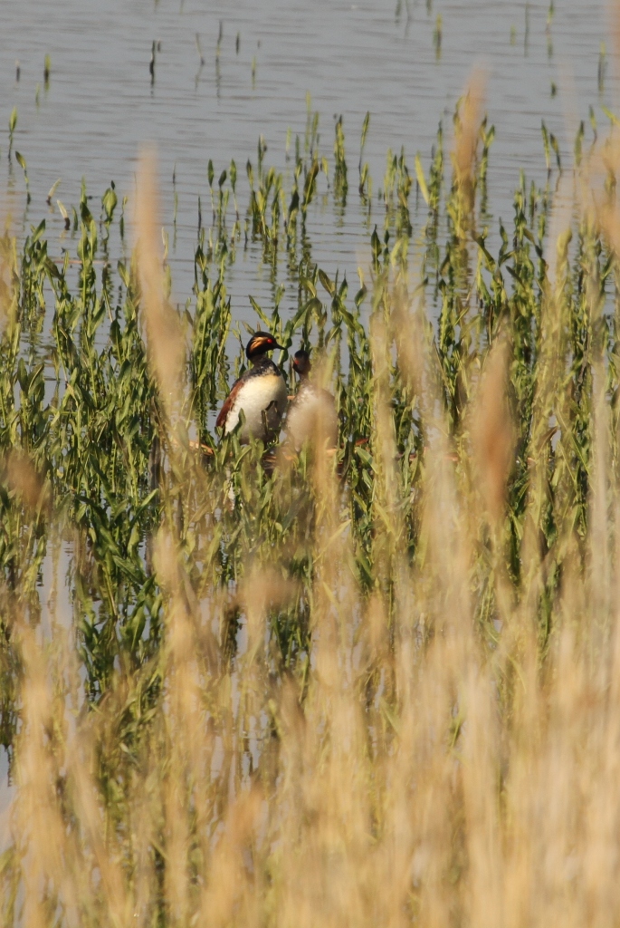 Couple de grèbe à cou noir sur son nid, bassin nord 1