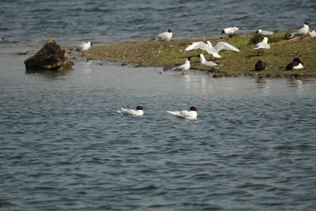 Mouettes mélano sur bassin Sud