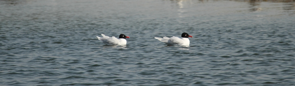 Mouettes mélanocéphales