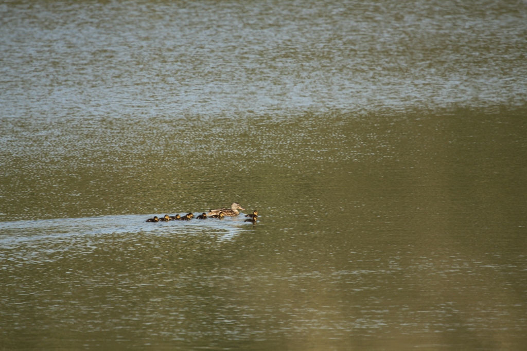 Nichée de canard colvert