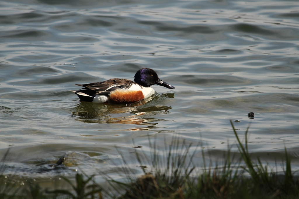 Canard souchet