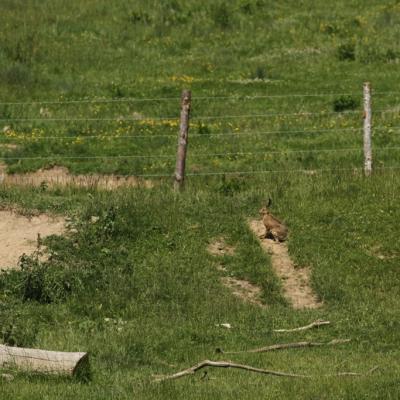 Autant suivre la coulée des vaches