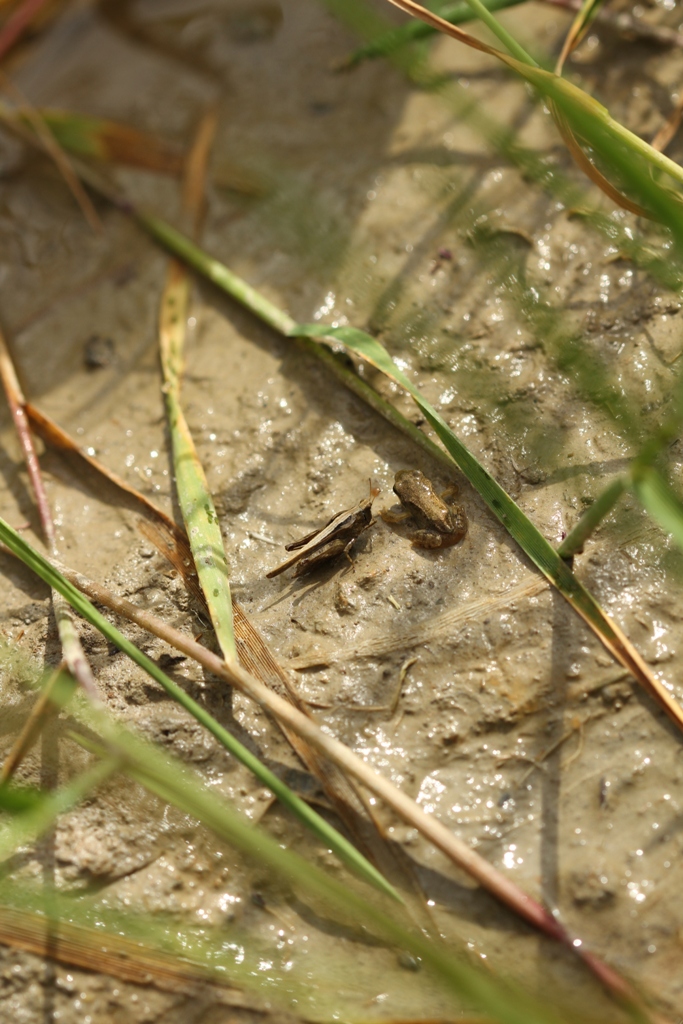 Grenouille rousse vs criquet