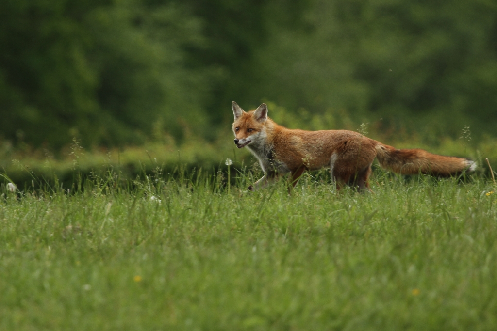 Renard roux