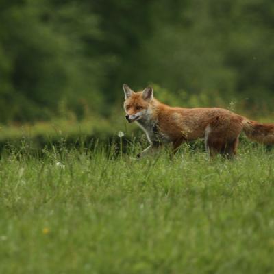 Renard roux