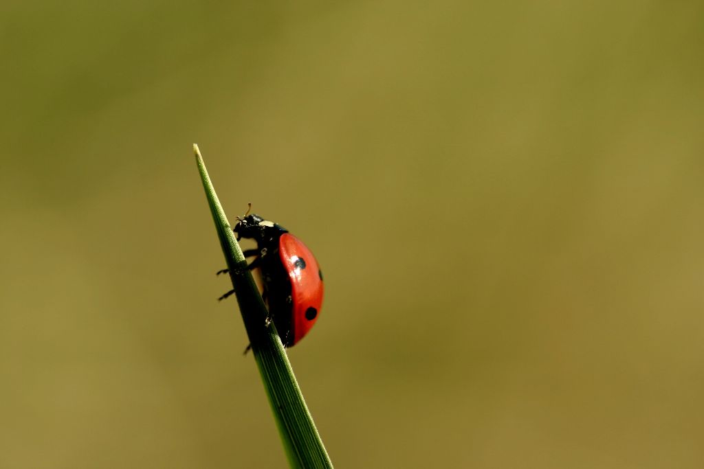 Coccinelle à 7 points