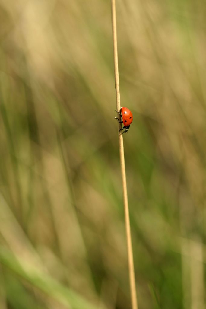 Coccinelle à 7 points