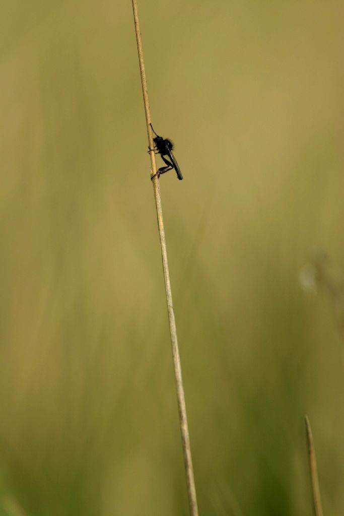 La mouche de mai