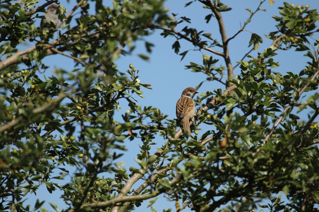 Moineau friquet