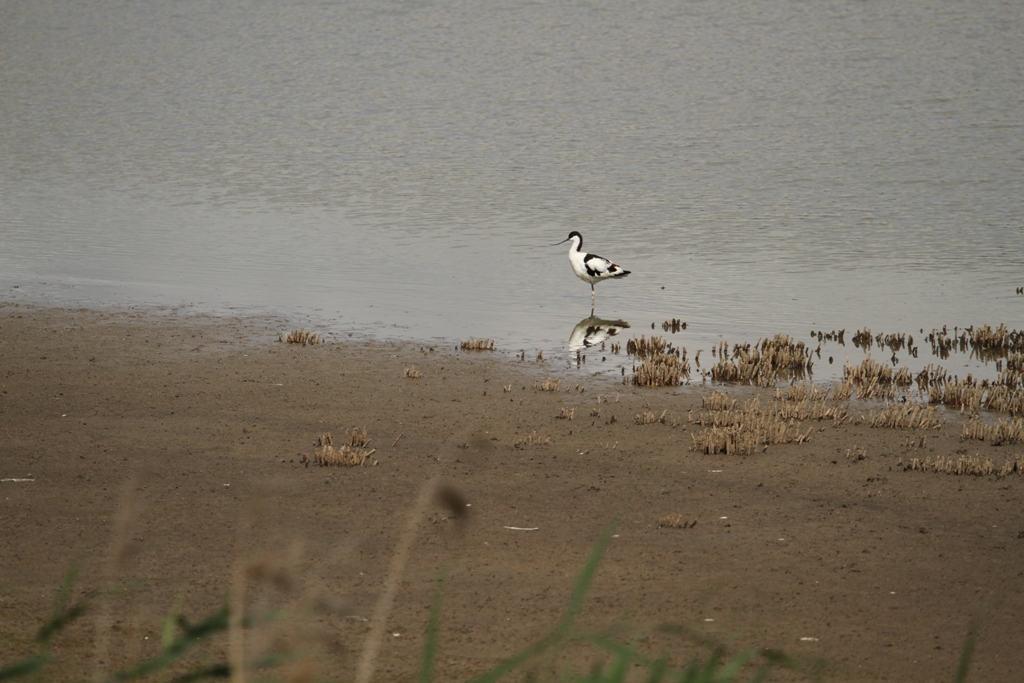 Avocette élégante