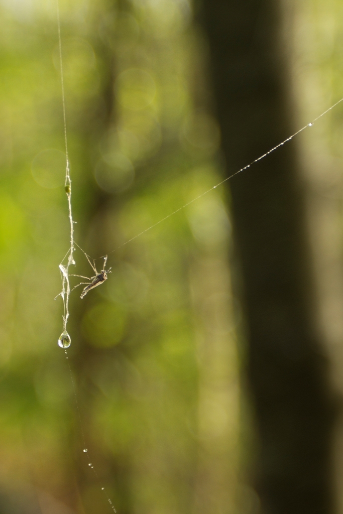 Insecte capturé par une toile d'araignée au petit matin