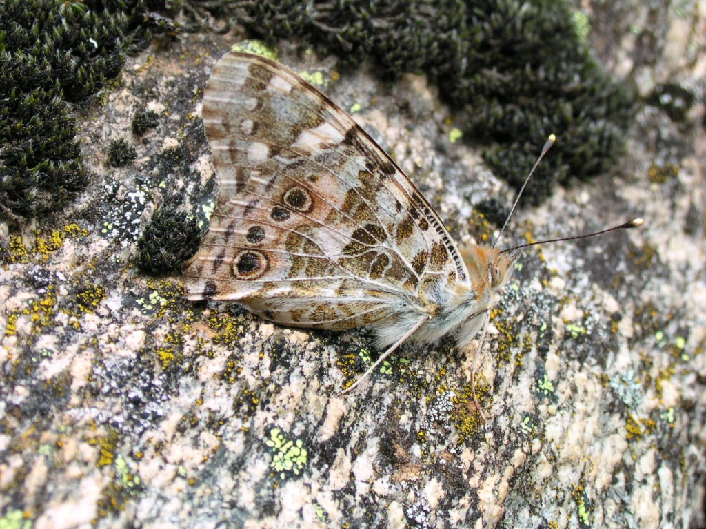 la belle dame Vanessa cardui