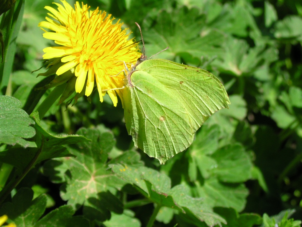 le citron (St étienne de tinée)