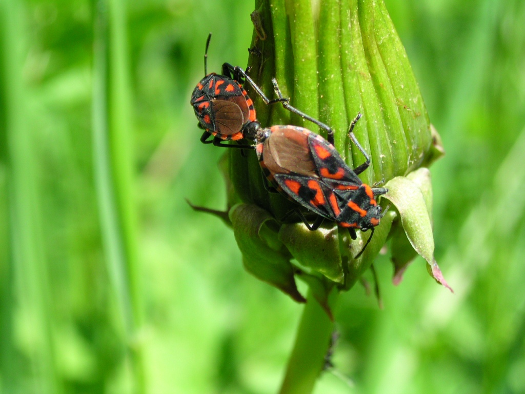 Lygaeus sexatilis (St étienne de tinée)