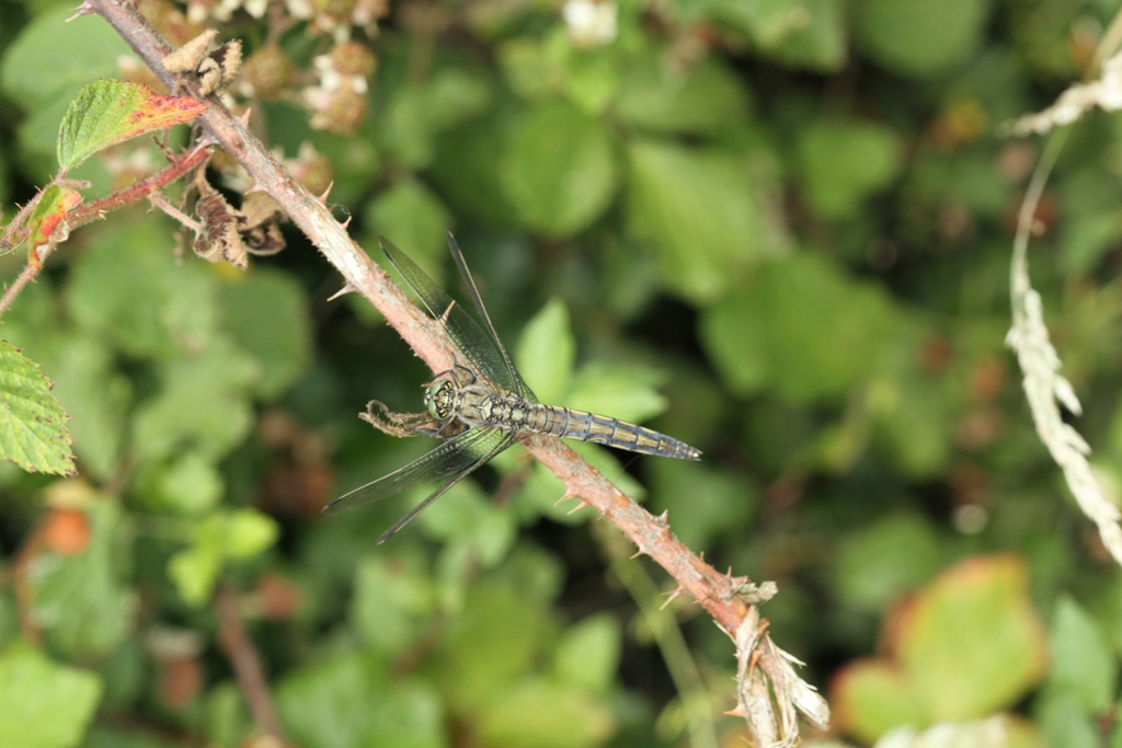 Mâle d'Orthetrum reticulé