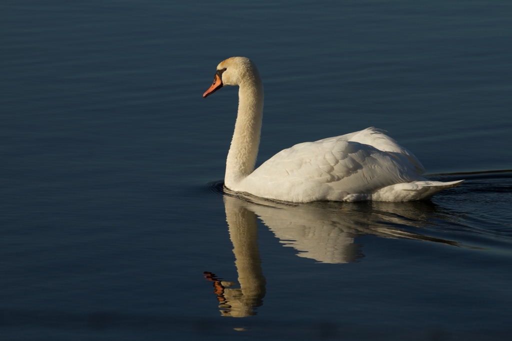 Cygne tuberculé