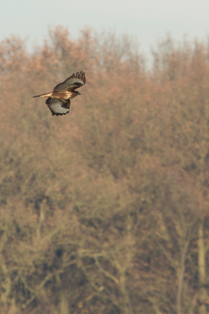 Buse variable