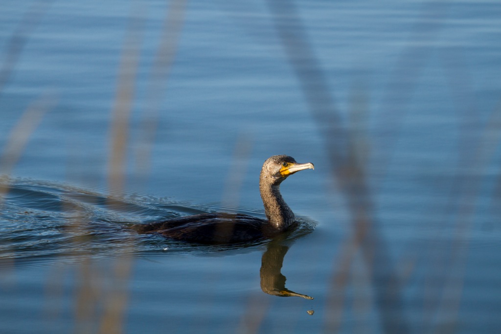 Grand cormoran