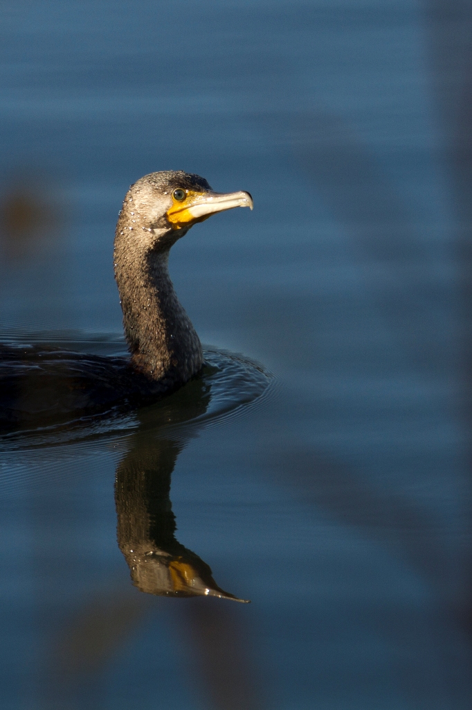 Portrait de grand cormoran